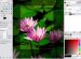Graphic design software For Beginners