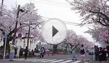 CherryBlossom of National Printing Bureau